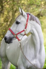 Capezza cavallo modello