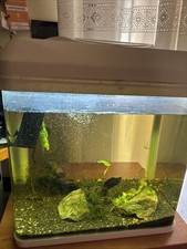 Acquario 30 Litri, con filtro pulitore, termometro regolatore, luci, pulizia