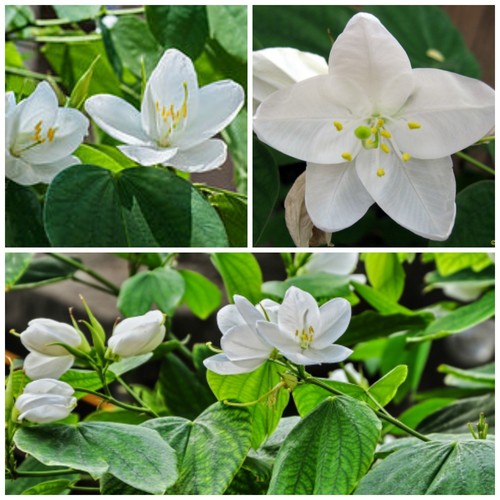 Semi bauhinia - 10,