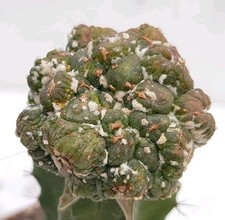 Astrophytum asterias godzilla RARE