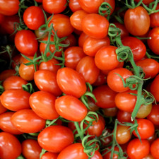 50 SEMI DI POMODORO DATTERINO