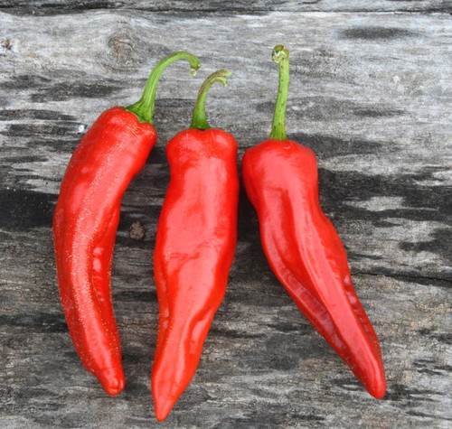 Semi peperoncino georgia - semi, di