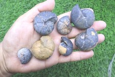 7pcs Devonian Cheiloceras