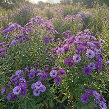 New England ASTER Seeds