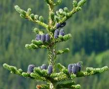 Abies lasiocarpa - Abete alpino