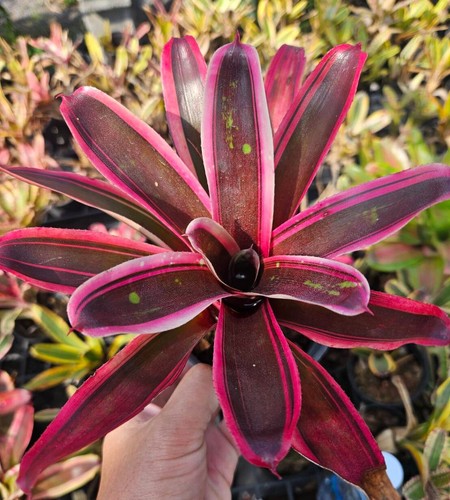 Bromelia neoregelia mai fuoco - neoregelia,