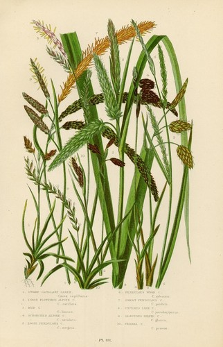 Stampa botanica antica 1899 - botanica,