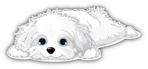 Cute havanese puppy - havanese, bumper