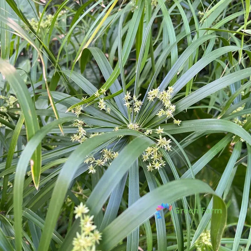 500 semi cyperus alternifolius - 500,