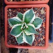 Agave Titanota "FO76 mr white"