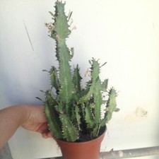 3 Euphorbia trigona