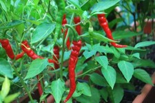 Cayenne Long Red Thin Pepper