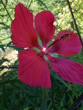 n.1 pianta di Hibiscus Cocc