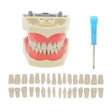 32pz Denti Rimovibili Columbia