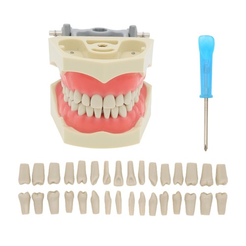 32pz denti rimovibili columbia - denti,