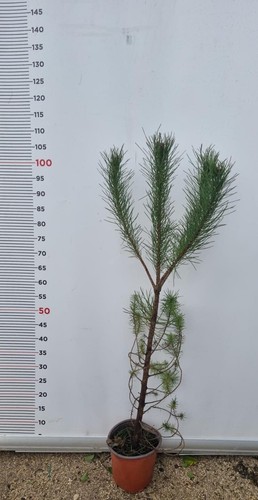 Pianta pinus pinea vaso - in,