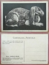 ANIMALI RAZZA: CONIGLIO BÉLIER FP RETRO PUBBLICITA' LYSORFOM GREGGIO