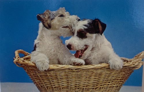 Jack russel terrier cuccioli - jack,