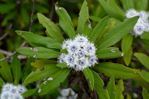 Fiore sferico delle canarie - delle,