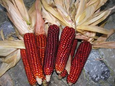 20 semi di mais Rosso -
