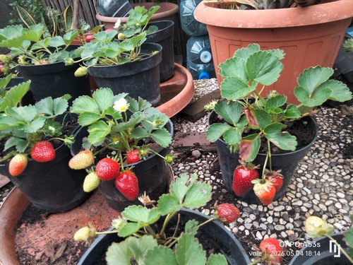 Piantine fragole vaso - di,