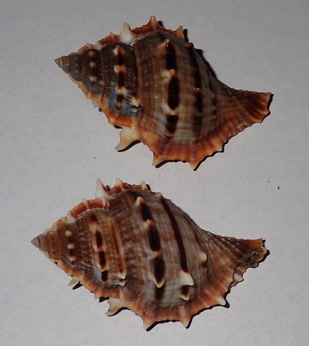 2 pezzi bufonar - 55,,