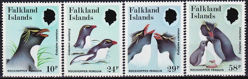 Falkland rockhopper pinguino - falkland,