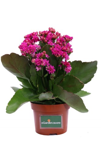 Pianta kalanchoe calandiva - pianta,