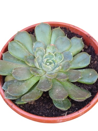 Echeveria halbingeri pianta