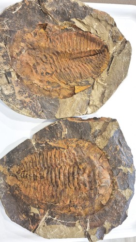 Trilobite rare giant - trilobite, !!
