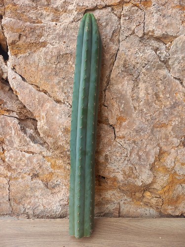 Pachanoi bluish cv - bluish,