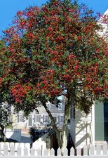 Yaupon Holly (North America's