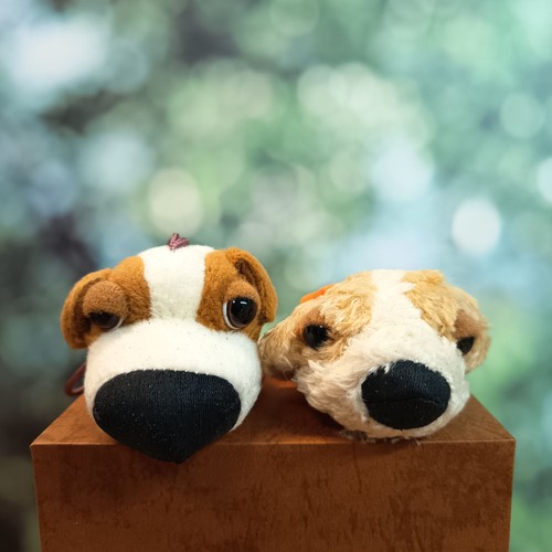 The dog miniatura jack russell - miniatura,