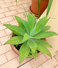 Agave attenuata diametro 60cm - agave,