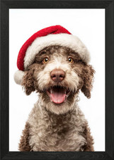 Lagotto Romagnolo Cane con