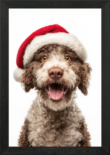 Lagotto romagnolo cane - romagnolo, con