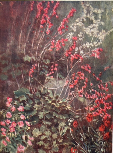Fiori heuchera sanguinea di - fiori,