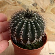 Uebelmannia pectinifera Vaso