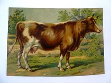 ANTICA OLEOGRAFIA ANIMALI -MUCCA - VACCA-  EPOCA 1880 -273-