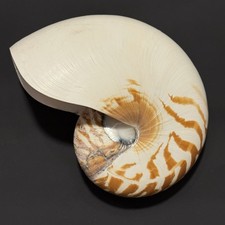 Conchiglia Nautilus vera tigre