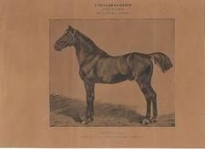 Stampa antica CAVALLO BEAUVOIR