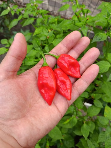 Semi naga viper peperoncino - naga,