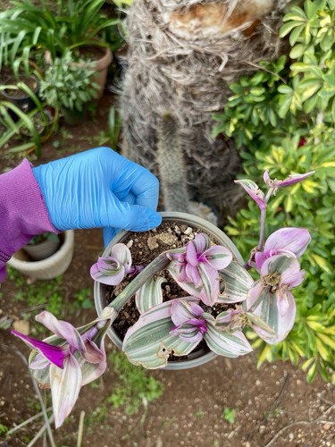 Tradescantia nanouk pianta - tradescantia,