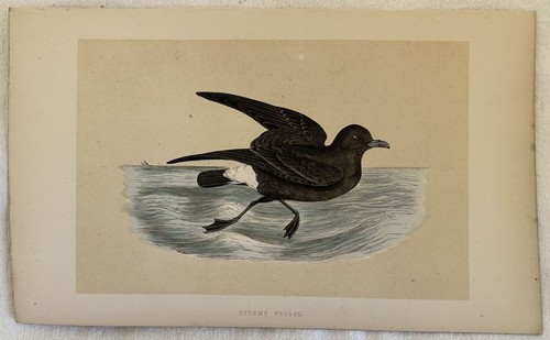 Stormy petrel uccello - stormy, delle