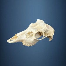 574SKU Teschio di cervo