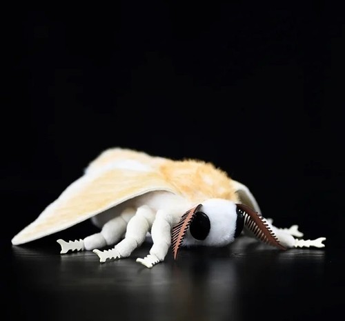 Silkworm moth insect inch - insect, 9