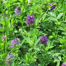 SEMI DI ERBA MEDICA- VARIETÀ