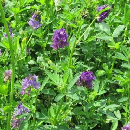 Semi erba medica varietà - di, medica-