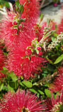 Callistemon laevis / Rince bouteille / Conteneur de 3 à 4 litres