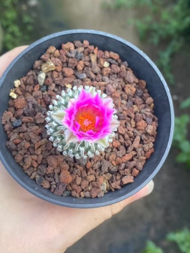 3pcs turbinicarpus - 3pcs,